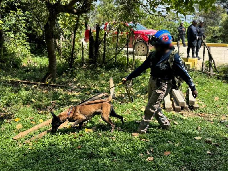 Con tres binomios caninos, CLB intensifica acciones para localizar a menor de la sierra mixe